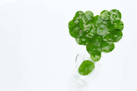 Fresh green centella asiatica leaves or water pennywort  plant with glass cup on white background. Copy spaceの写真素材