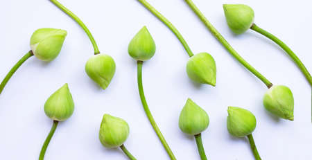 Lotus flower on white background. Top viewの写真素材
