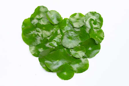 Fresh green centella asiatica leaves or water pennywort plant on white background. Heart shape