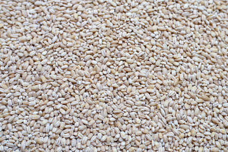 Top view of Raw peeled barley grains.