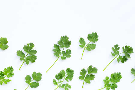 Fresh coriander leaves on a white background.の写真素材