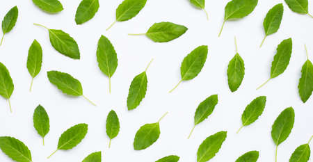 Fresh sweet basil leaves on white background. Top viewの写真素材