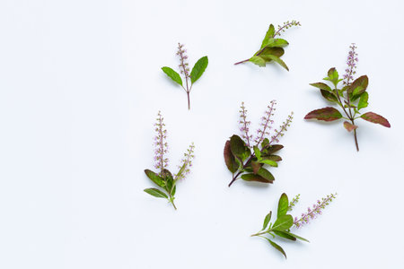 Fresh holy basil leaves with  flower on white background.の写真素材