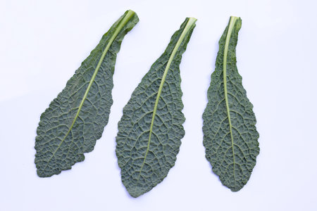 Fresh organic green kale leaves on white background.