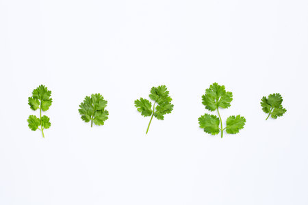 Fresh coriander leaves on whiteの写真素材