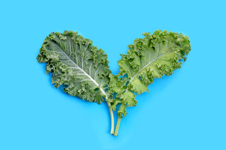 Fresh kale leaves salad vegetable on blueの写真素材