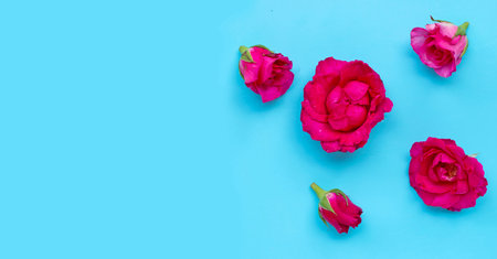 Rose on blue background. Top viewの写真素材
