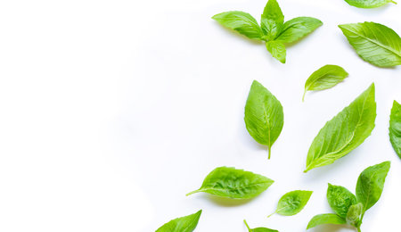 Fresh basil leaves on white background. Copy spaceの写真素材