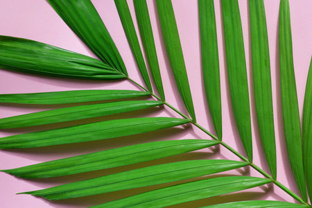 Tropical palm leaves on pink background.の写真素材