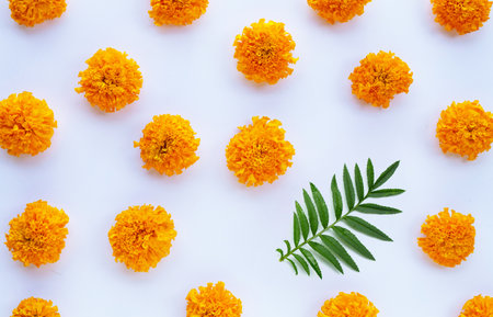 Marigold flower on white background.の写真素材