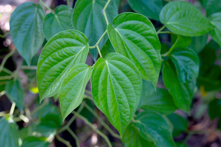 Fresh green leaves of betel plant growing in gradenの写真素材