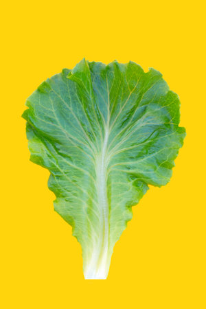 Lettuce leaf on yellow background.の写真素材