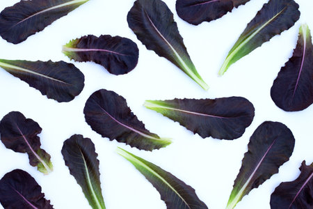 Red Cos Lettuce leaves on white background.の写真素材