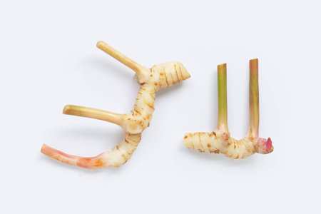 Fresh galangal isolated on white background.の写真素材