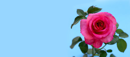 Rose on blue background. Valentine's day concept.の写真素材