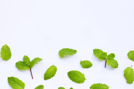 Fresh mint leaves isolated on white background. Copy spaceの写真素材