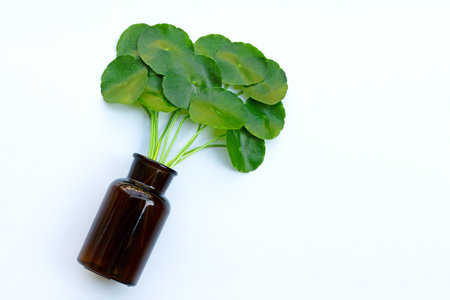 Fresh green centella asiatica leaves or water pennywort  plant in medicine bottle on white background.の写真素材