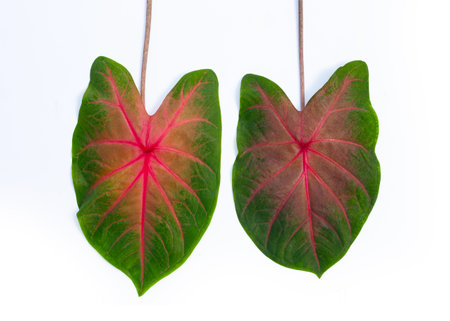 Caladium leaves on white background. Top view