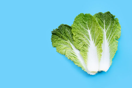 Chinese cabbage on blue background. Copy spaceの写真素材