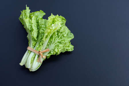 Chinese Cabbage on dark background. Copy spaceの写真素材