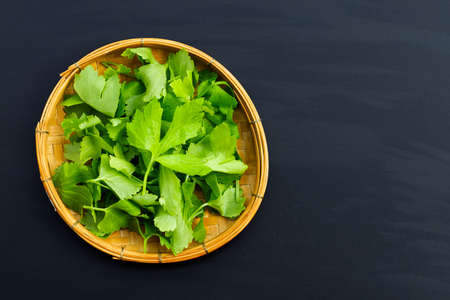 Chinese celery on white backgroundの写真素材