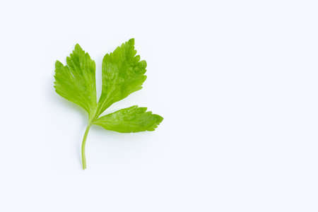 Chinese celery leaf on white background.の写真素材