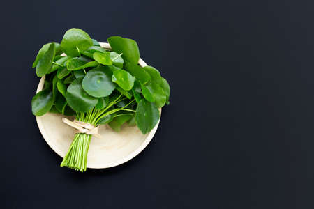 Fresh green centella asiatica leaves or water pennywort  plant on dark background.の写真素材