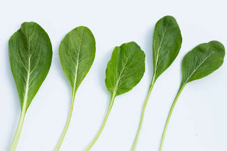 Choy Sum on white background.の写真素材