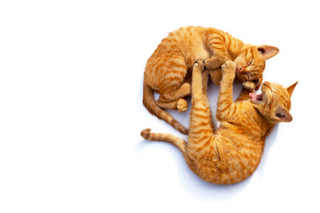 Two cute little cats,  sleeping and yawning on a white background.の写真素材