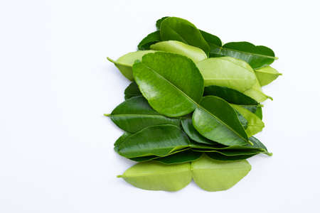 Bergamot kaffir lime leaves herb fresh ingredient isolated on white background.の写真素材