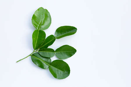 Bergamot kaffir lime leaves herb fresh ingredient isolated on white background.の写真素材