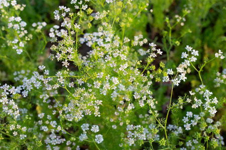 Coriander flowers with fresh seeds in the gardenの写真素材