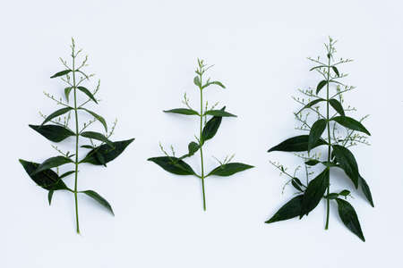 Kariyat or Andrographis paniculata green leaves on white background.の写真素材