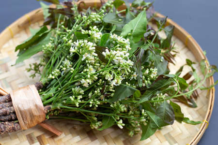 Neem leaves and flowers on dark background.の写真素材