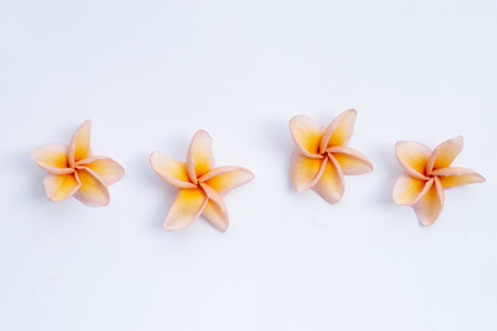 Plumeria flower on white background.の写真素材