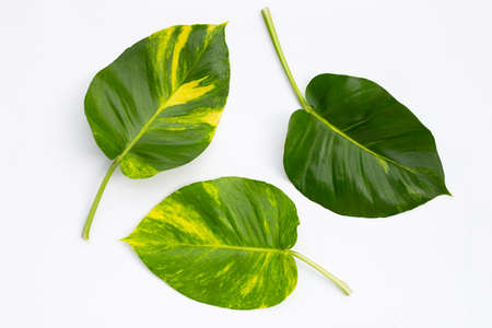 Golden pothos or devil's ivy leaves on white background.の写真素材