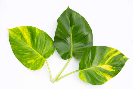 Golden pothos or devil's ivy leaves on white background.の写真素材
