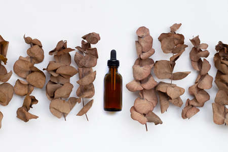Eucalyptus dry leaves with essential oil bottle on white background.