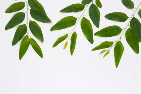 Eucalyptus leaves on white background.