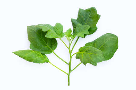 Fresh eggplant leaves on white background.