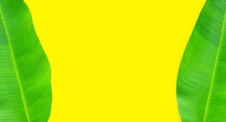 Heliconia leaf on yellow copy space. Summer background conceptの写真素材