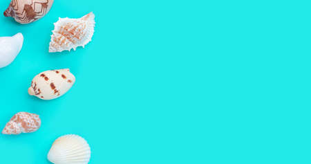 Composition of exotic seashells on blue background.