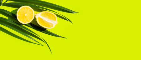 Fresh lemon on tropical palm leaves on green background.の写真素材