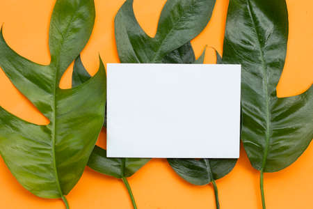 Blank paper page on monstera deliciosa liebm leaves on orange background.の写真素材