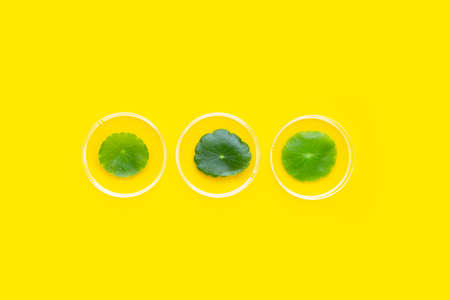 Fresh green centella asiatica leaves in petri dishes on yellow background.