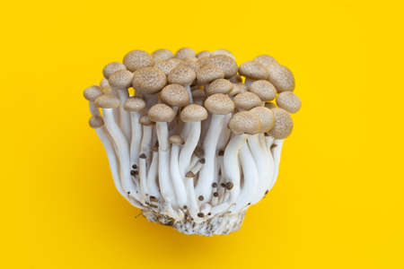 Brown beech mushrooms, Shimeji mushroom, Edible mushroom on yellow background.