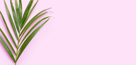 Tropical palm leaves on pink surface
