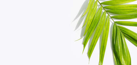 Tropical palm leaves on white background. Summer background concept