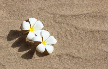 White plumeria flowers on sand.の写真素材