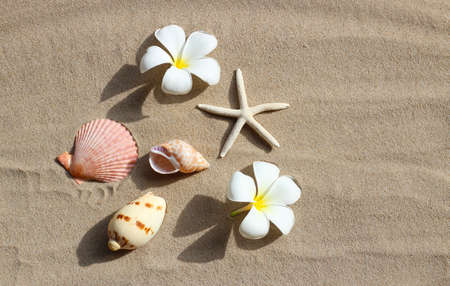 White plumeria flowers with starfish and seashells on sand. Top view